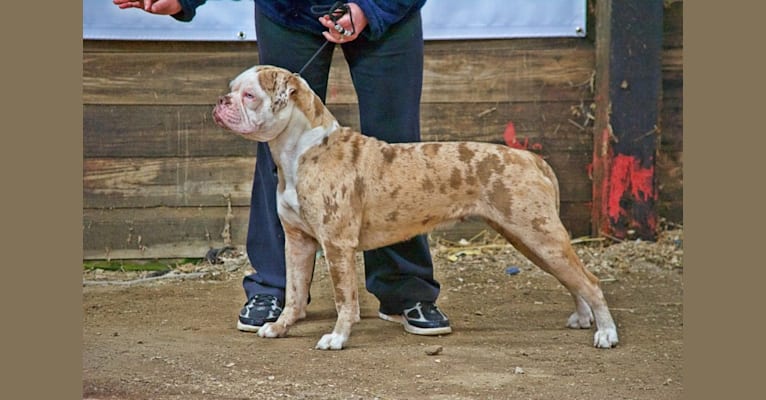 Big D’s Miracle of Hope, an Alapaha Blue Blood Bulldog tested with EmbarkVet.com