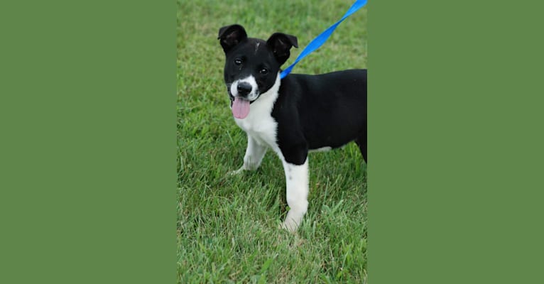 Suzy Q, a Labrador Retriever and Staffordshire Terrier mix tested with EmbarkVet.com