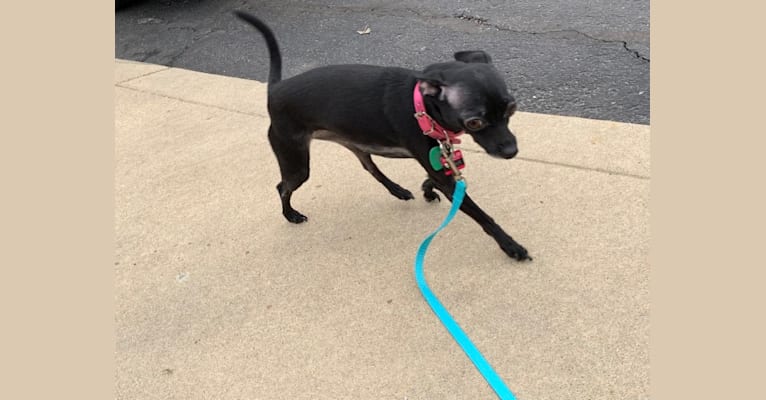 Photo of Elsa, a Chihuahua and Miniature Pinscher mix in Westfield, Indiana, USA