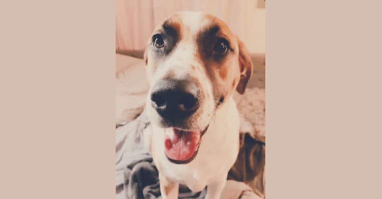 Romeo, an American Pit Bull Terrier and Labrador Retriever mix tested with EmbarkVet.com