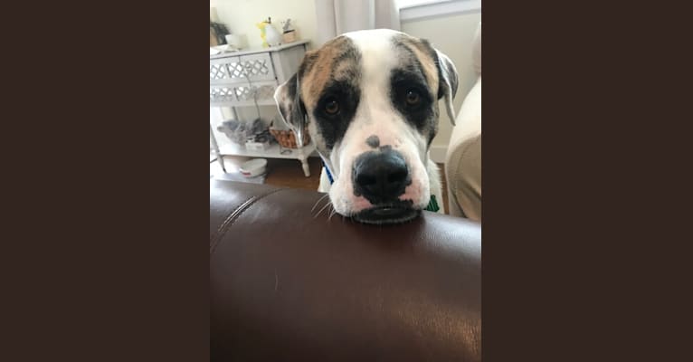 Roscoe, an American Bulldog and Great Pyrenees mix tested with EmbarkVet.com