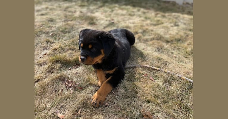 Lochavens Oakley, a Rottweiler tested with EmbarkVet.com