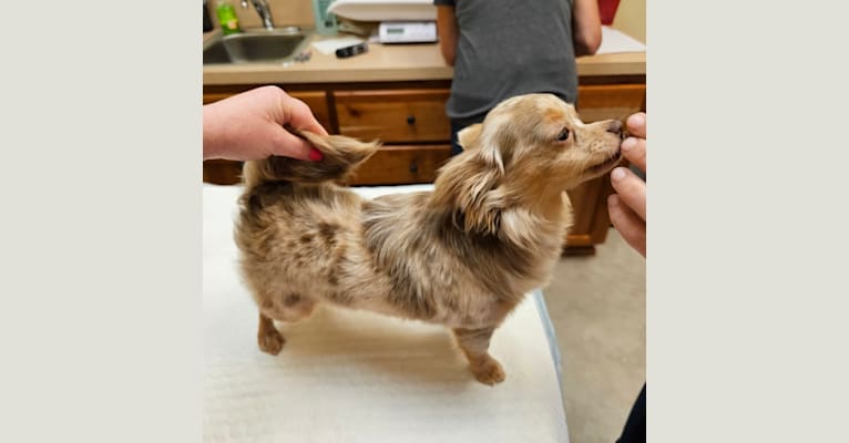 Luella, a Chihuahua tested with EmbarkVet.com