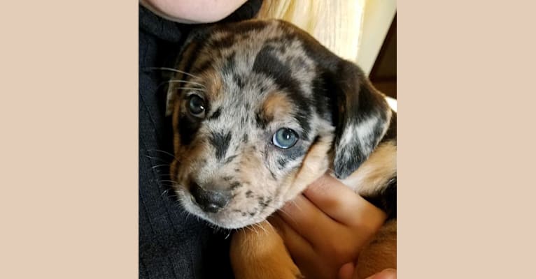 Embark Dog DNA Test Breed