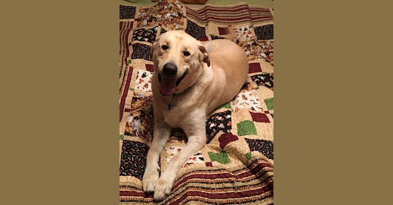 Gator, a Labrador Retriever and German Shepherd Dog mix tested with EmbarkVet.com
