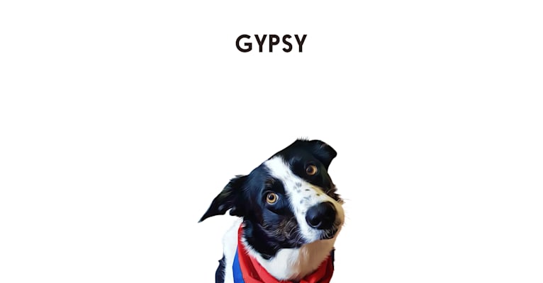 Photo of Gypsy, a Border Collie  in Cumbria, Carlisle, UK