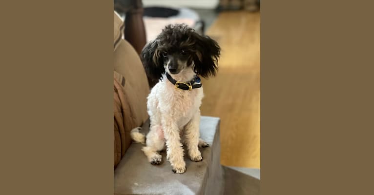 Sultan, a Poodle (Small) tested with EmbarkVet.com
