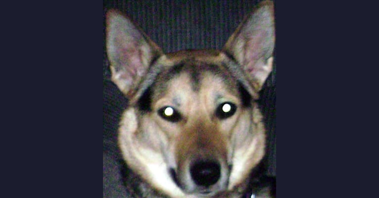 Maggie, a Siberian Husky and German Shepherd Dog mix tested with EmbarkVet.com