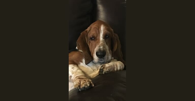 Butler, a Basset Hound tested with EmbarkVet.com