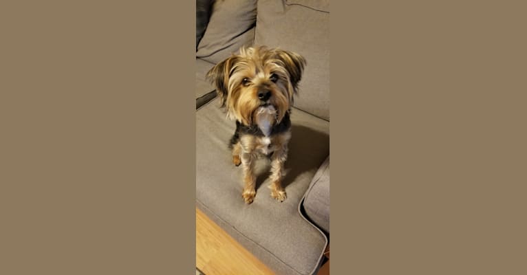 Nash, a Biewer Terrier tested with EmbarkVet.com