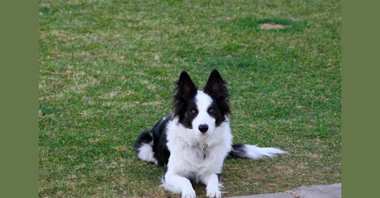 Spock, a Border Collie and Australian Cattle Dog mix tested with EmbarkVet.com