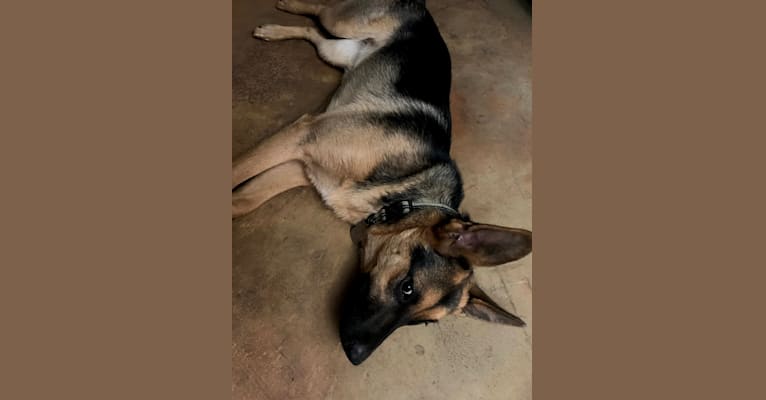 Bella, a German Shepherd Dog and Australian Cattle Dog mix tested with EmbarkVet.com