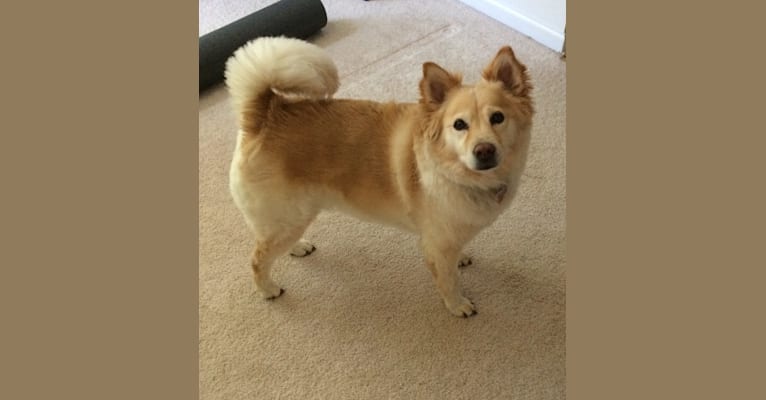 California, an American Eskimo Dog and Chow Chow mix tested with EmbarkVet.com