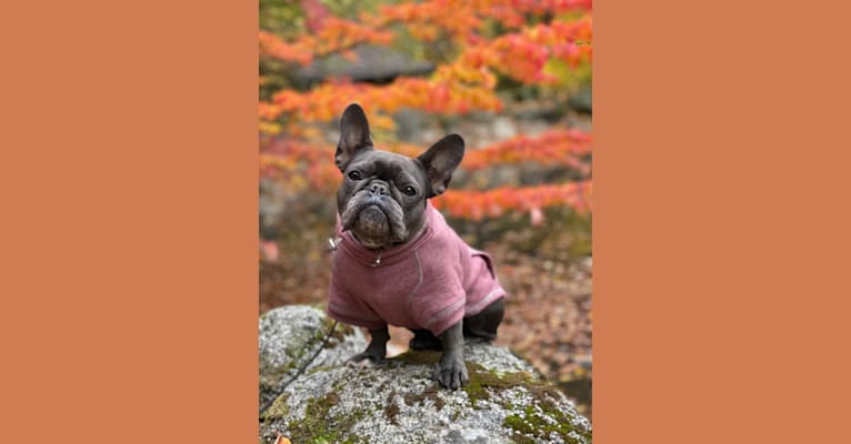 Gianna, a French Bulldog tested with EmbarkVet.com