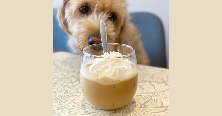 Lemon, a Labradoodle tested with EmbarkVet.com