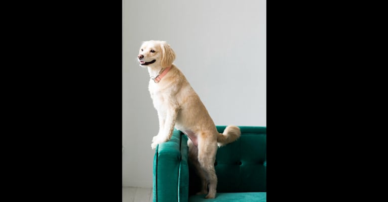 Zoë, a Cocker Spaniel and American Eskimo Dog mix tested with EmbarkVet.com