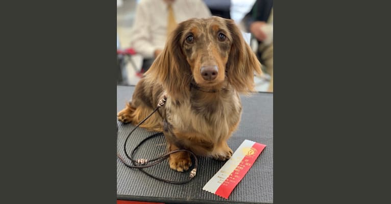 Sophie ROM, a Dachshund tested with EmbarkVet.com