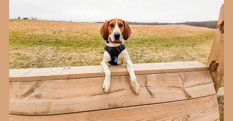 Photo of Murphy, a Treeing Walker Coonhound  in North Carolina, USA