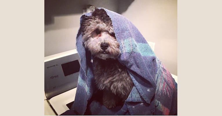 Bear, a Poodle (Small) and Shih Tzu mix tested with EmbarkVet.com