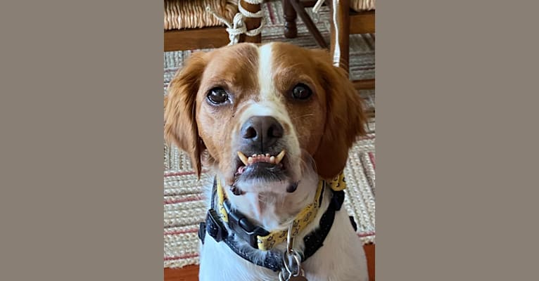 Harrison, a Brittany tested with EmbarkVet.com