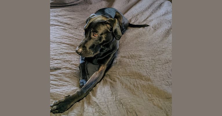Photo of Pippin, an American Pit Bull Terrier, Treeing Walker Coonhound, Labrador Retriever, and American Staffordshire Terrier mix in South Bend, Indiana, USA