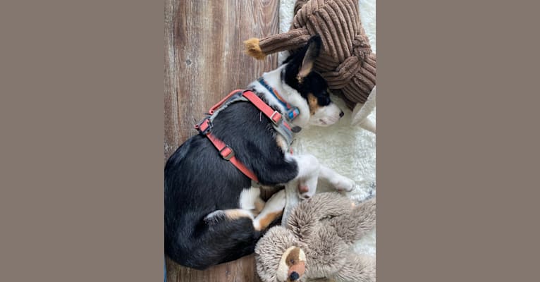 Summer, an Australian Shepherd and Border Collie mix tested with EmbarkVet.com