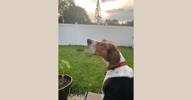 Luca, a Treeing Walker Coonhound tested with EmbarkVet.com