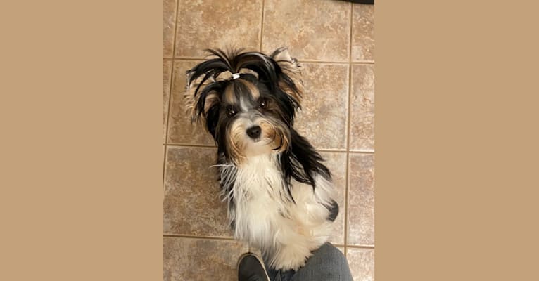 Ellie, a Biewer Terrier tested with EmbarkVet.com