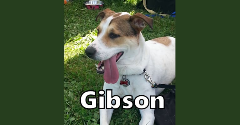 Gibson, a Labrador Retriever and Australian Cattle Dog mix tested with EmbarkVet.com