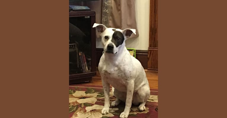 Lily, a Staffordshire Terrier and Dalmatian mix tested with EmbarkVet.com
