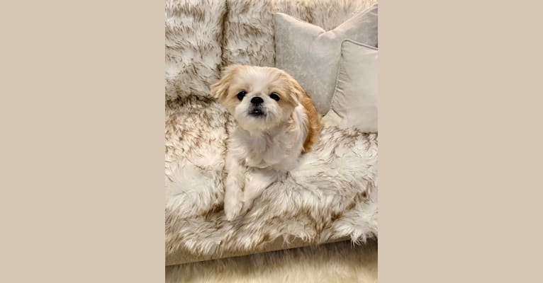 Beauty, a Japanese Chin and Shih Tzu mix tested with EmbarkVet.com