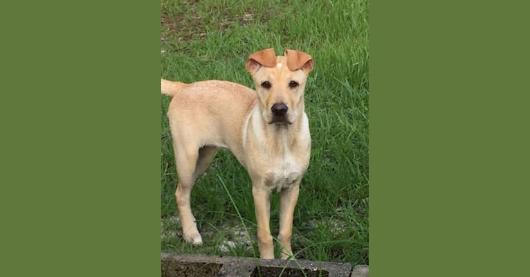 Dharma geddon, a Staffordshire Terrier and German Shepherd Dog mix tested with EmbarkVet.com