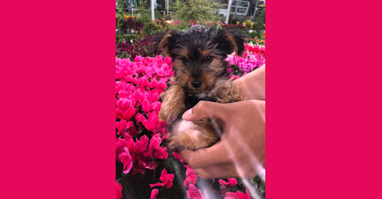 Photo of Brixby, a Yorkshire Terrier  in Joplin, MO, USA