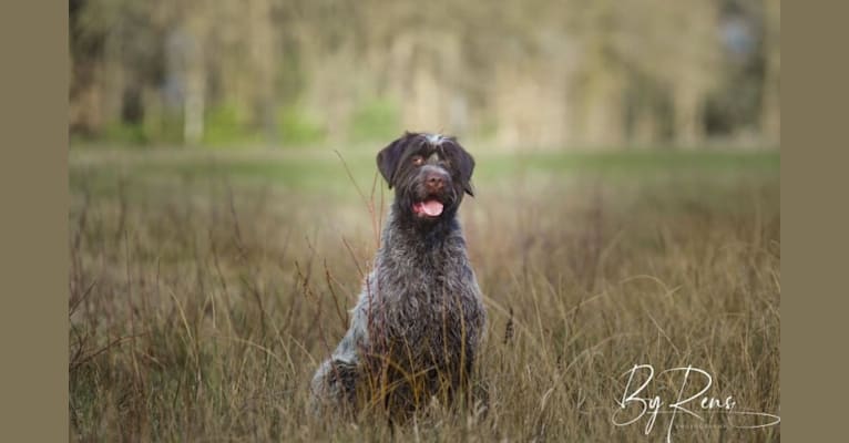 Spyro du Ghandi Bleu, a Wirehaired Pointing Griffon (7.0% unresolved) tested with EmbarkVet.com