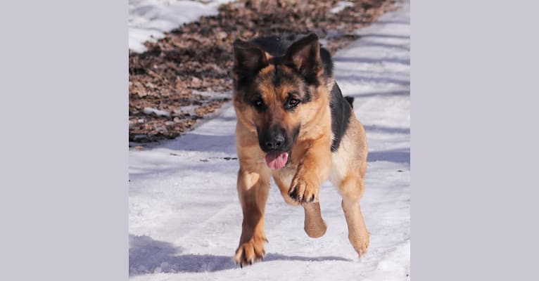 Trinity, a German Shepherd Dog tested with EmbarkVet.com