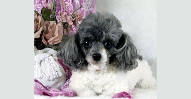 SHELBY, a Poodle (Small) tested with EmbarkVet.com