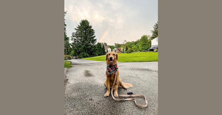 Marley, a Golden Retriever tested with EmbarkVet.com