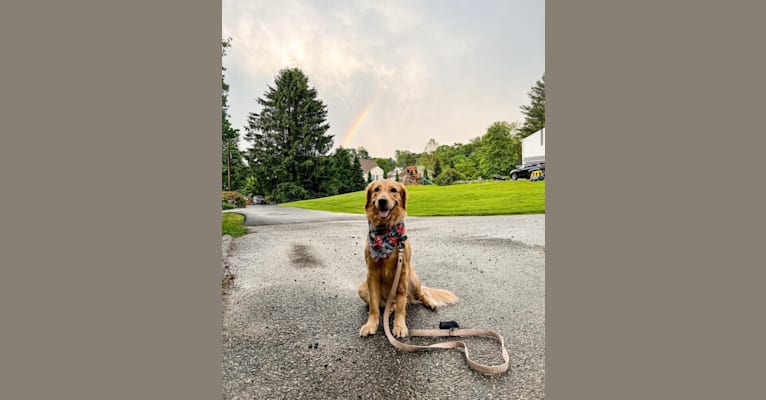 Marley, a Golden Retriever tested with EmbarkVet.com