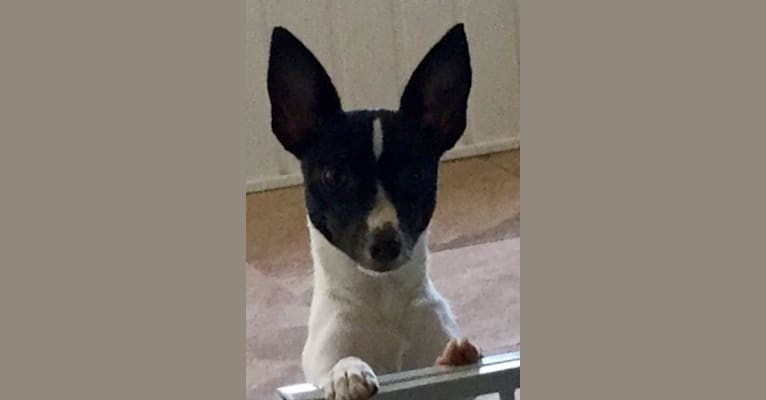 Giggles, a Toy Fox Terrier tested with EmbarkVet.com