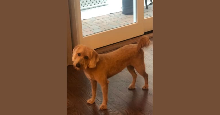Luna, a Labradoodle tested with EmbarkVet.com