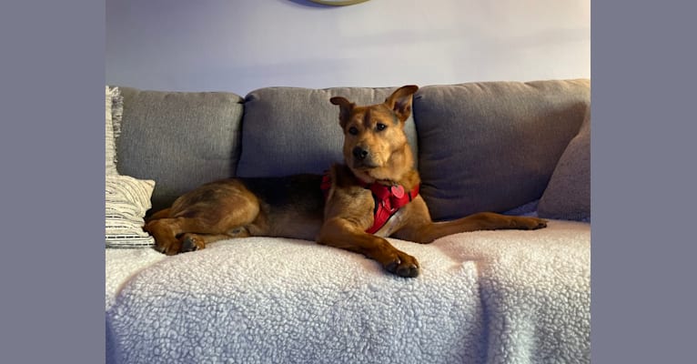 Rufus, a Rottweiler and Australian Shepherd mix tested with EmbarkVet.com
