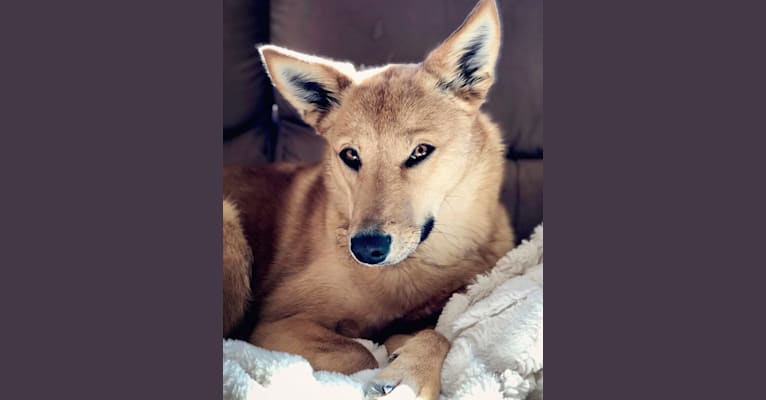 Rhea, a Siberian Husky and Rat Terrier mix tested with EmbarkVet.com