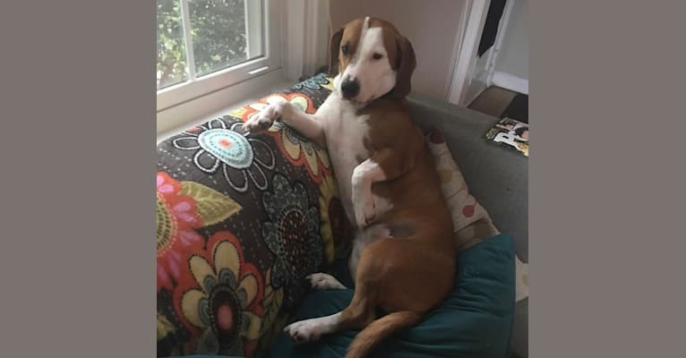 Embark Dog DNA Test Breed