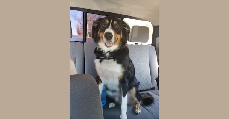 Freddy Krueger, an Australian Shepherd and Brittany mix tested with EmbarkVet.com