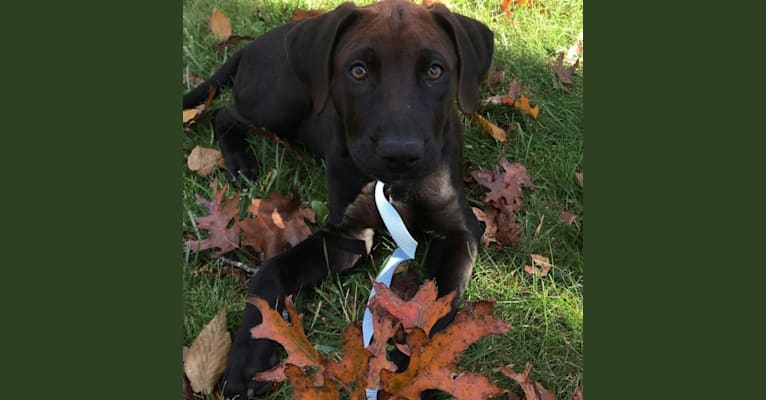 Finn, an American Pit Bull Terrier and Labrador Retriever mix tested with EmbarkVet.com