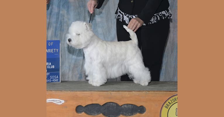JAZZMINE, a West Highland White Terrier tested with EmbarkVet.com