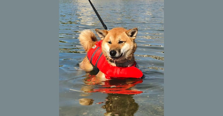 Ricky, a Shiba Inu tested with EmbarkVet.com