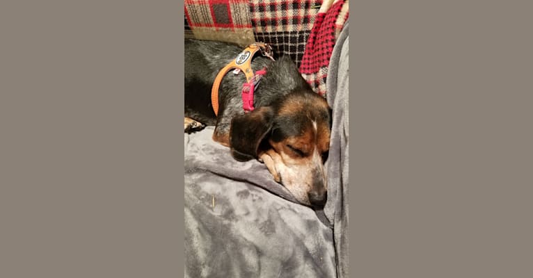 Photo of Astrid, a Beagle  in Ajax, Ontario, Canada