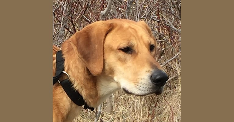 Labrador retriever foxhound mix sale