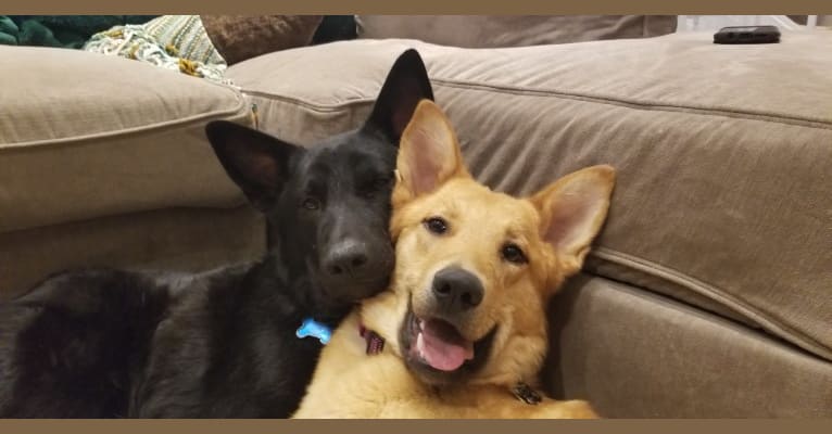 RooRoo, a German Shepherd Dog and Great Pyrenees mix tested with EmbarkVet.com